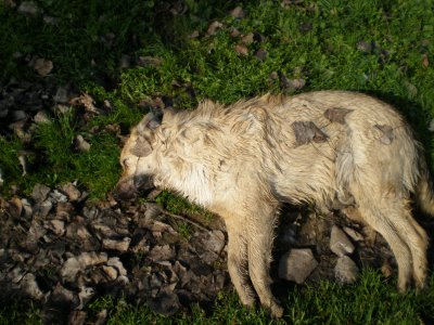 Νεκρά σκυλιά στα βουνά της Κρήτης